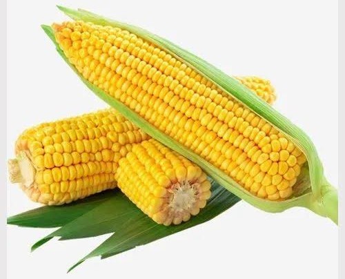 Corn