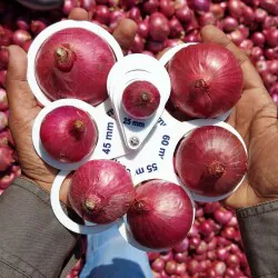 Onion
